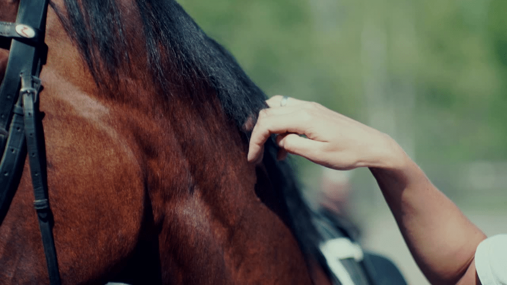 Comment gérer un élevage de chevaux et ses dépendances