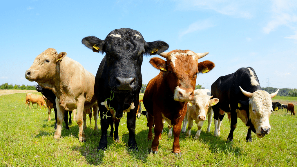 Les Meilleures régions de l'Isère pour acheter une ferme