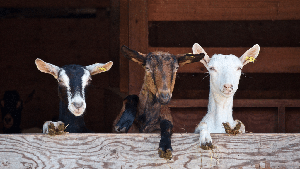 Quels types de fermes bio peuvent être développées en Isère