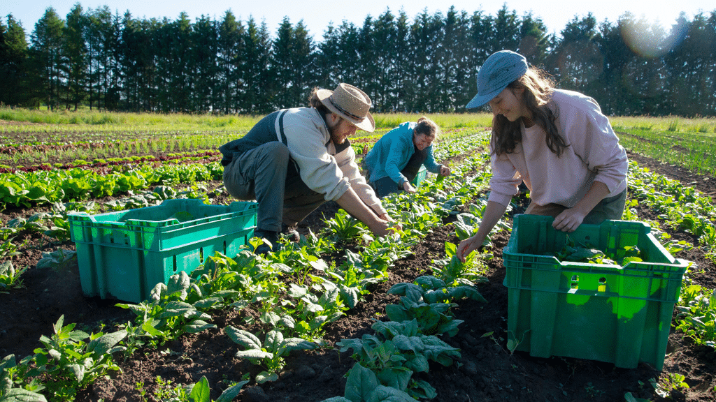 un secteur idéal pour l’agriculture bio 🌿
