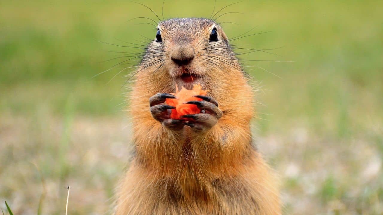 Où voir des marmottes dans le Vercors ?