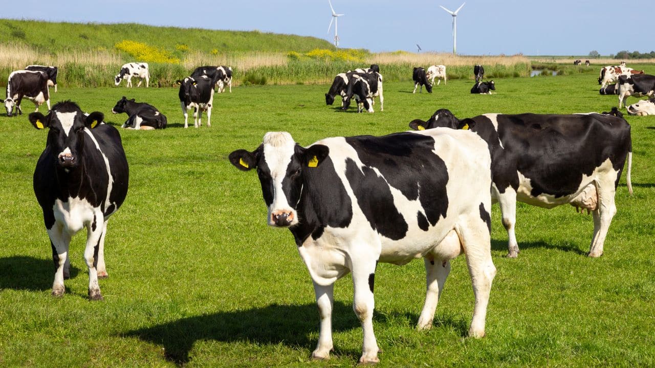 Pourquoi acheter une ferme en France ?