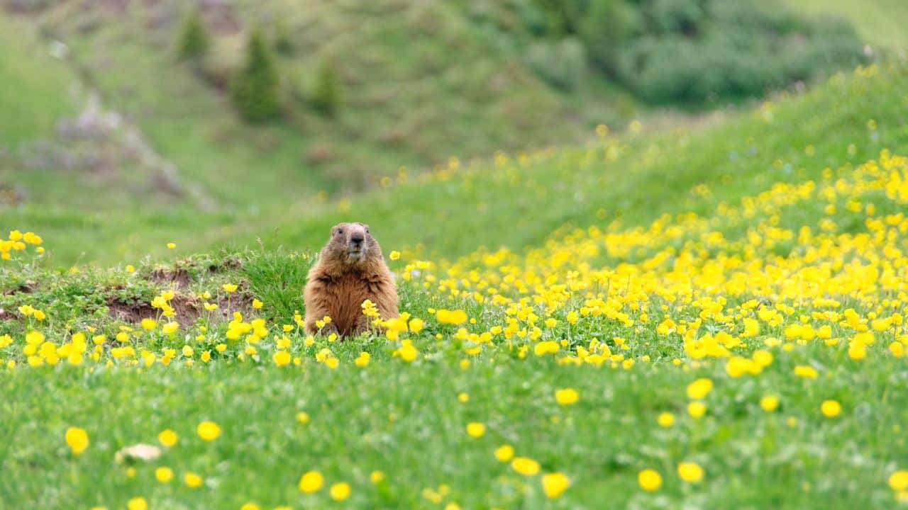 Où voir des marmottes dans le Vercors