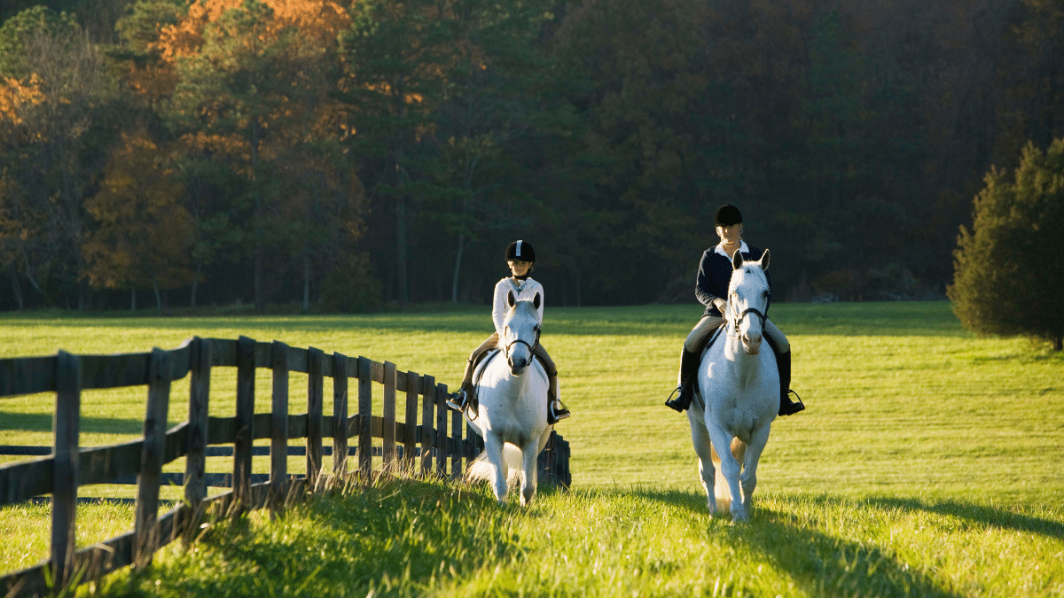 Balades à Cheval : Détente et Vue Panoramique