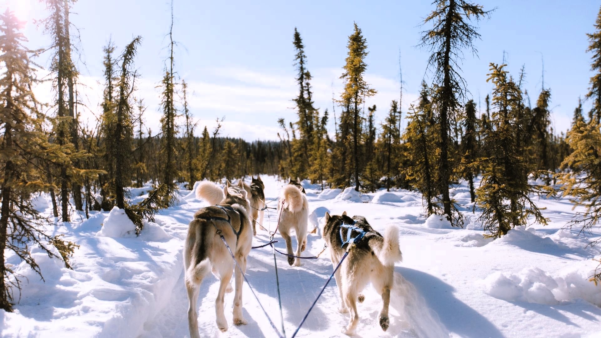 Une Échappée Blanche entre Vercors, Forêts et Douceur de Vivre Une Échappée Blanche entre Vercors, Forêts et Douceur de Vivre